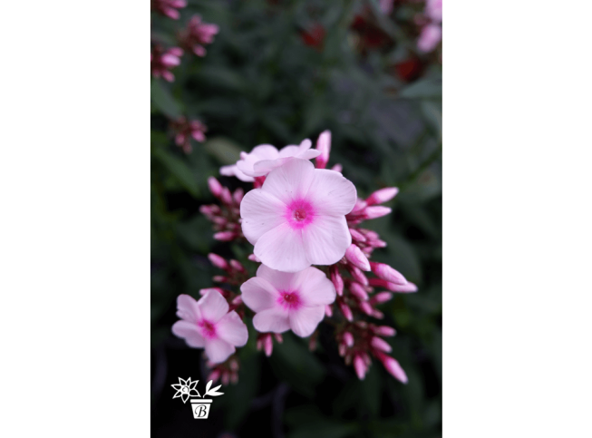 Phlox paniculata   'Narwianski Wir'